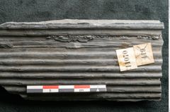Foto (Detailansicht) von Sigillaria elongata Brongniart (NHMW-GEO-2024-0188-11070)